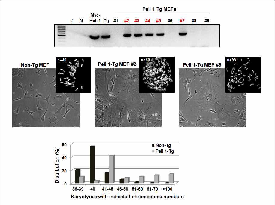 Pellino 1 MEF에서 비정상적 염색체수