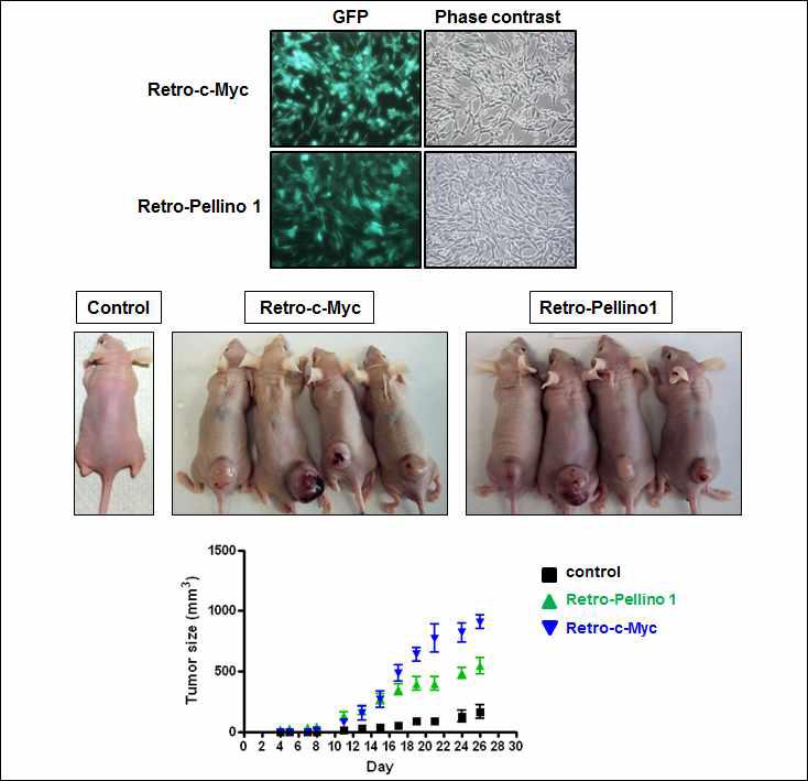 Pellino 1 과발현에 의한 tumor 생성