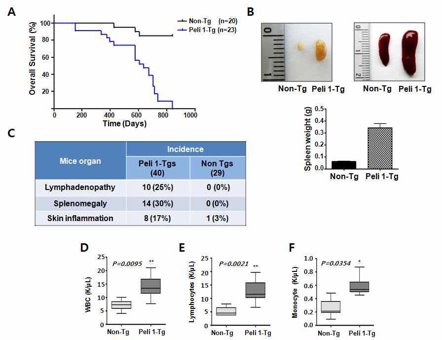 Pellino 1 과발현에 transgenic mice의 생존률 및 hematopoietic alteration 관찰