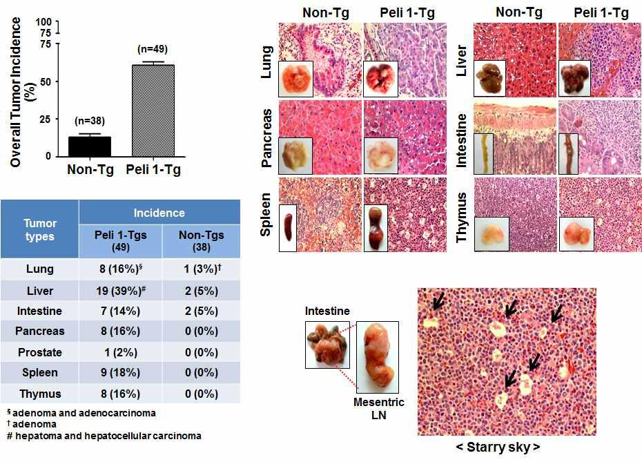Pellino 1 과발현에 transgenic mice에서 자연발생적 암야기