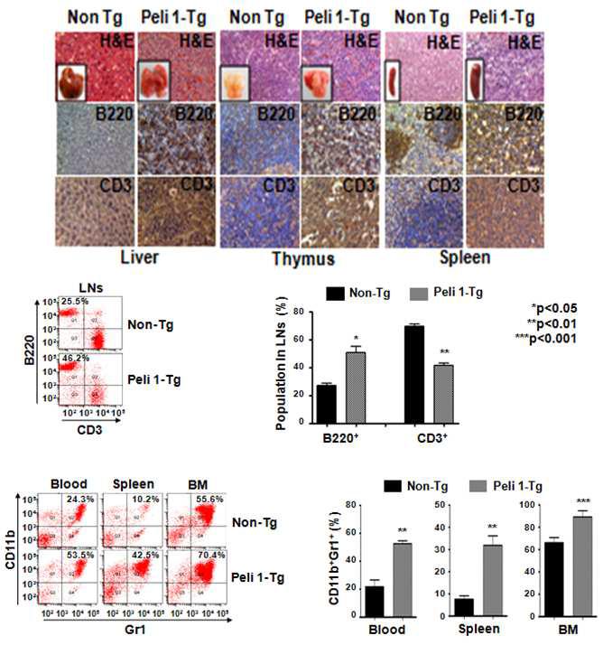 Pellino 1 과발현에 transgenic mice에서 자연발생적 암야기