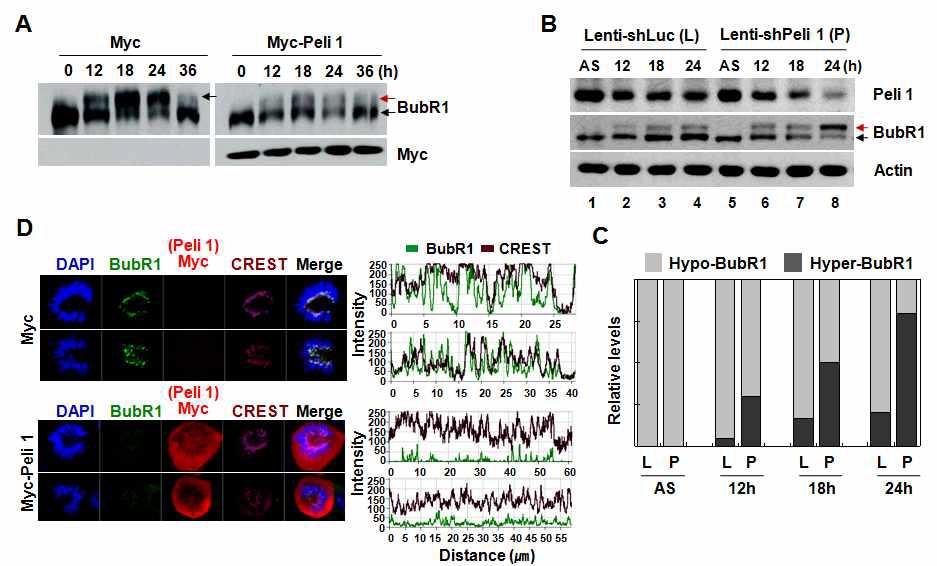 Pellino 1 과발현에 의한 BubR1 단백질 인산화 감소 및 위치 변화
