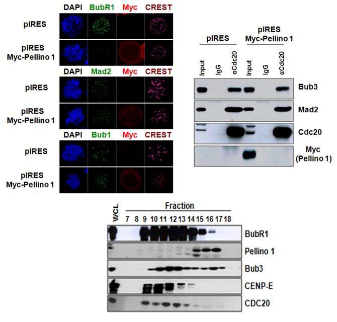 Pellino 1과 다른 종류의 mitotic checkpoint 단백질과의 연관성 여부