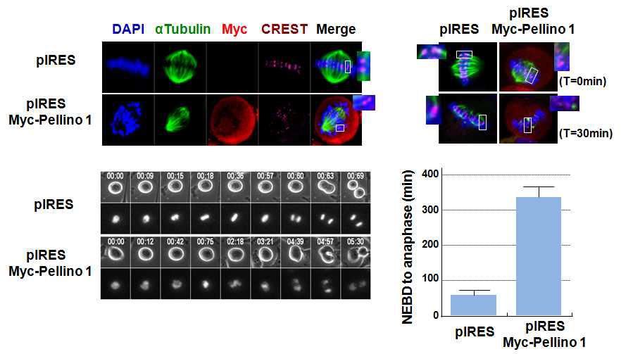 Pellino 1 과발현에 KT-MT attachment와 mitosis progression