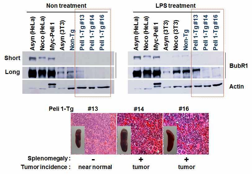 Pellino 1의 과발현에 의한 hematopoietic alterations과 malignancies