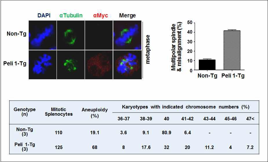 Pellino 1의 과발현에 의한 hematopoietic alterations과 malignancies