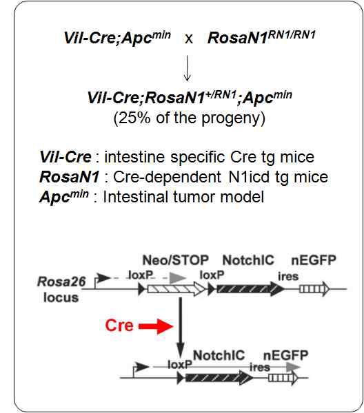 Gain-of-Notch Apcmin 생쥐의 제작