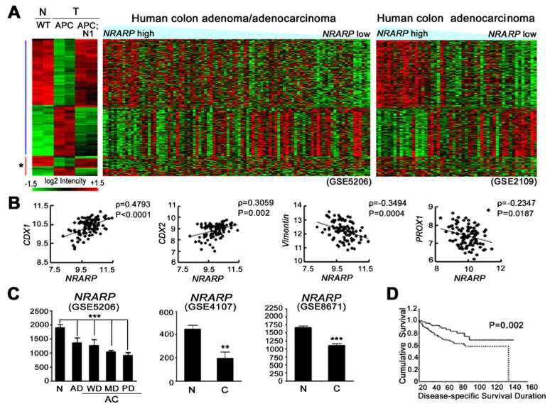 (A) 유전자칩을 이용하여 생쥐와 인간 대장암에서의 유전자 발현 조사 및 비교. (B)NRARP 발현과 CDX1, CDX2, VIMENTIN, PROX1 발현의 상관관계 조사. (C) 유전자칩을 이용하여 인간 대장암 진행과정 중 NRARP의 발현 조사. (D) 대장암 환자 생존률과 NRARP 발현의상관관계 조사.
