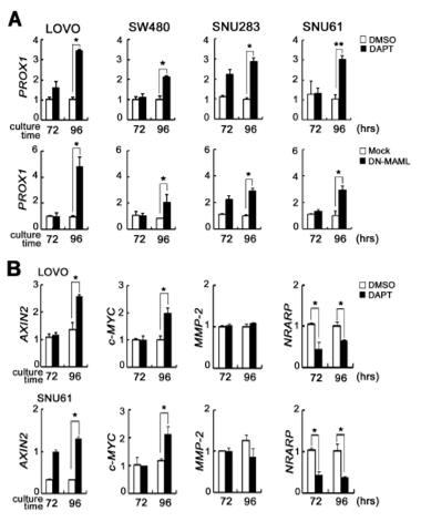 (A) LOVO, SW480,SNU283, SNU61 대장암 세포주에서 DAPT 처리 시 Wnt 타겟 유전자 발현 조사 NICD, NRARP 발현 조사. (B) LOVO, SNU61 세포에서 DN-MAML 과발현시 Wnt타겟 유전자 발현 조사.
