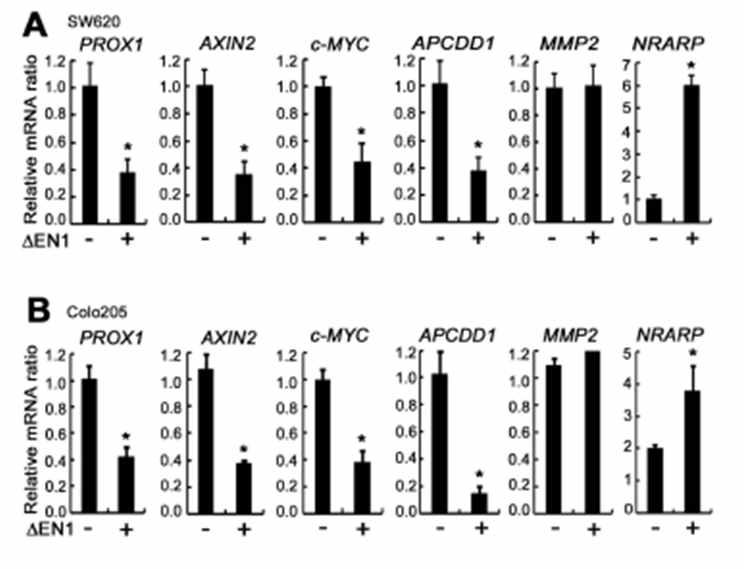 (A, B) SW620,COLO205 세포주에 NICD1과발현시 Wnt 타겟 유전자발현에 미치는 영향 조사