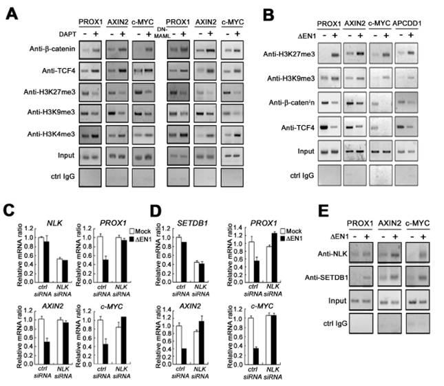 (A, B) DATP, DN-MLML, NICD가 Wnt 프로모터 부분의 β-catenin, TCF4, Histone마커들의 결합에 미치는 영향 조사. (C) NLK, SETDB1 si RNA가 Wnt 타겟 유전자 발현에 미치는 영향 조사. (D) Notch 신호 활성에 의한 NLK, SETDB1의 Wnt 타겟 promoter 결합 정도 조사.