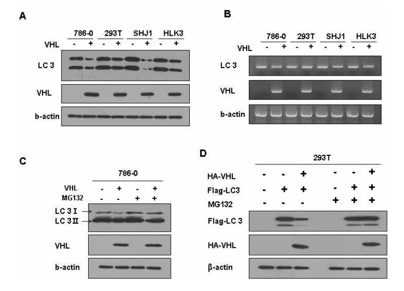 pVHL에 의한 세포내 LC3 농도 감소 효과