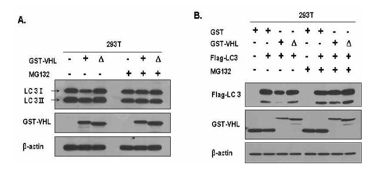 pVHL의 E3 ubiquitin ligase 활성에 의존적인 LC3의 분해