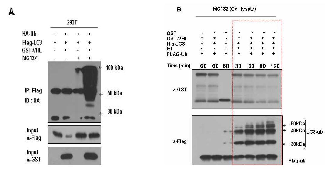 pVHL E3 ubiquitin ligase complex에 의한 LC3의 ubiquitination