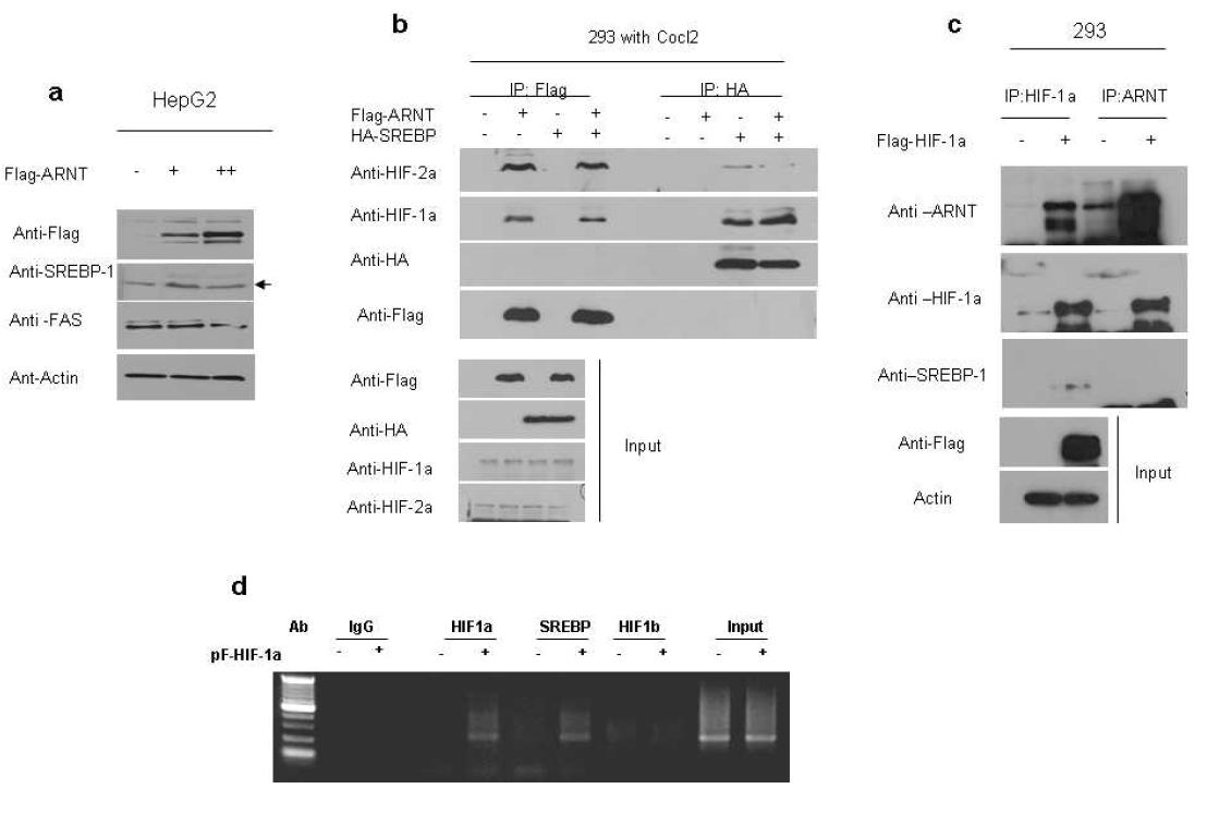 HIF-SRBP의 상호작용에 ARNT (HIF-1β)가 관여하지 않음을 확인함.