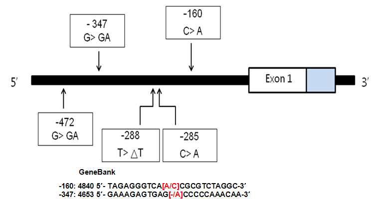 SNP map of the CDH1 promoter and 5’ non-coding region. Locations of SNPs are indicated. The “GC box” is the GGGCGG binding site for the SP1 transcription factor