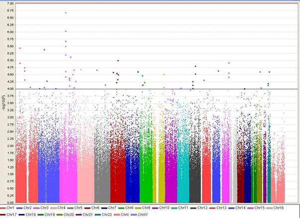 GWAS 연구대상자 1,302명에서 다변량분석을 통해 대장결장암과 연관성을 가지는 435,579개의 SNPs (transformed -log10 p-value) 1) 큰 점: -log10 p-value > 6