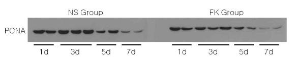 단백질 수준에서 대조군과 실험군의 시간별 PCNA 발현