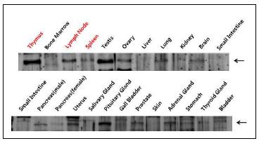 마우스 조직에서 TopBP1 단백질의 발현 정도 측정