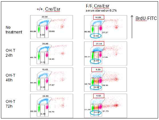 그림 4와 같이 준비된 MEF 세포를 이용하여 TopBP1 결손을 유도하고 BrdU incorporation 실험을 통해 세포증식을 측정함