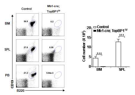TopBP1이 결손된 마우스의 bonemarrow, spleen에서 B cell 특이적 marker인CD19, B220 double positive 세포가 현격히 줄어듬이 관찰됨.