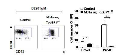 TopBP1이 결손되면 B cell 발달은 pro-B cell 단계(B220+, CD43+)에서 정지됨.