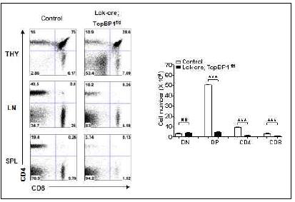 TopBP1 결손 마우스의 thymus에서 T cell 발달 단계 분석.