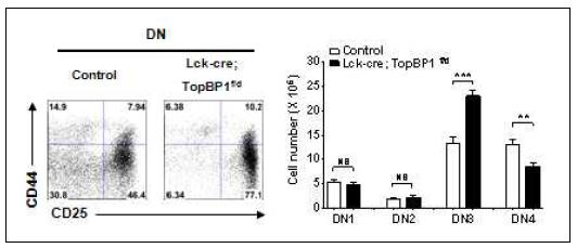 TopBP1 결손되면 T cell 발달은 DN3 단계에서 정지됨.