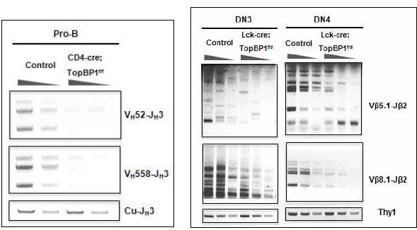 TopBP1 결손된 pro-B cell과 DN3 T cell을 분리하고 VDJ recombination을 관찰함 (참고문헌 5, 6). 그림에서 보는 바와 같이 TopBP1이 결손된 경우, VDJ recombination 효율이 현격히 떨어짐이 관찰됨.