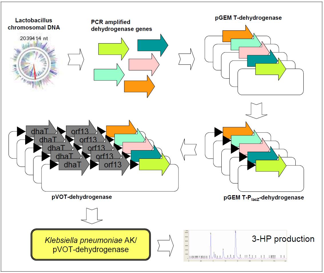 Lactobacillus 유래 3-HP 생산 효소 유전자의 클로닝 전략