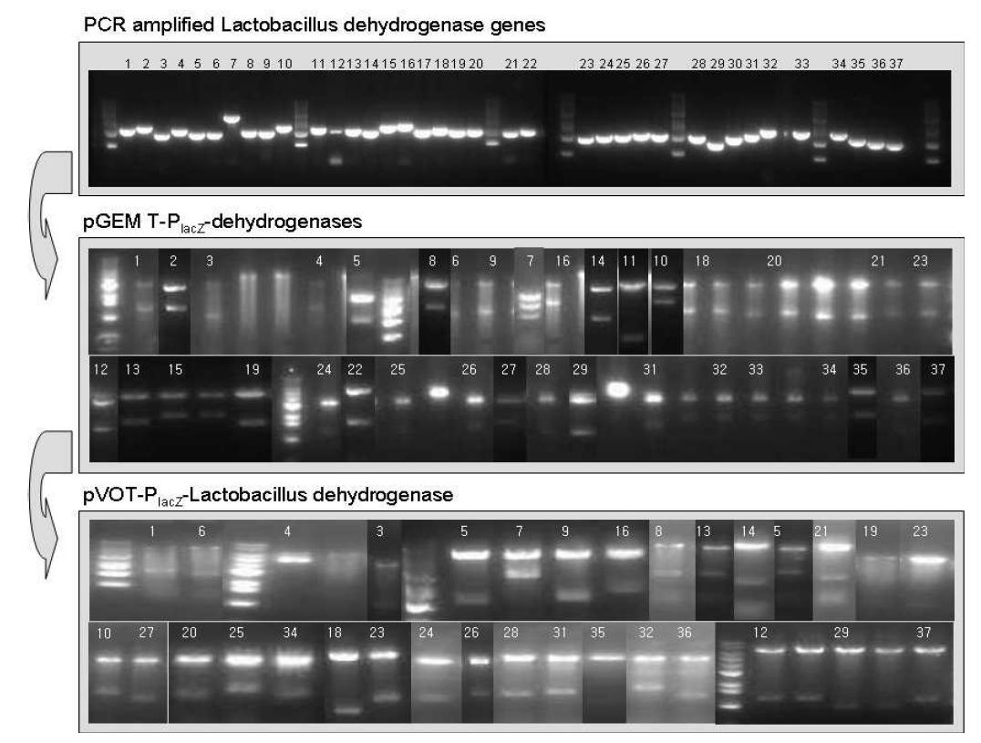 Lactobacillus dehydrogenase 유전자 발현벡터의 제작과정