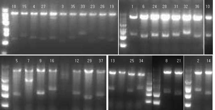 Lactobacillus dehydrogenase 유전자 발현 K. pneumoniae 재조합 균주의 제조