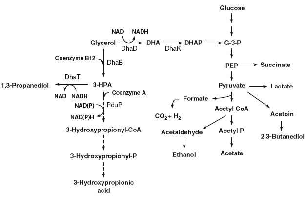 PduP 효소가 관여하는 글리세롤로부터 3-하이드록시프로피온산 대사 경로