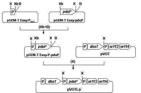 Schematic of the strategy used for construction of the recombinant plasmids pVOTLp. Abbreviations for restriction enzymes: B, BamHI; N, NcoI; Xb, XbaI; X,XhoI.