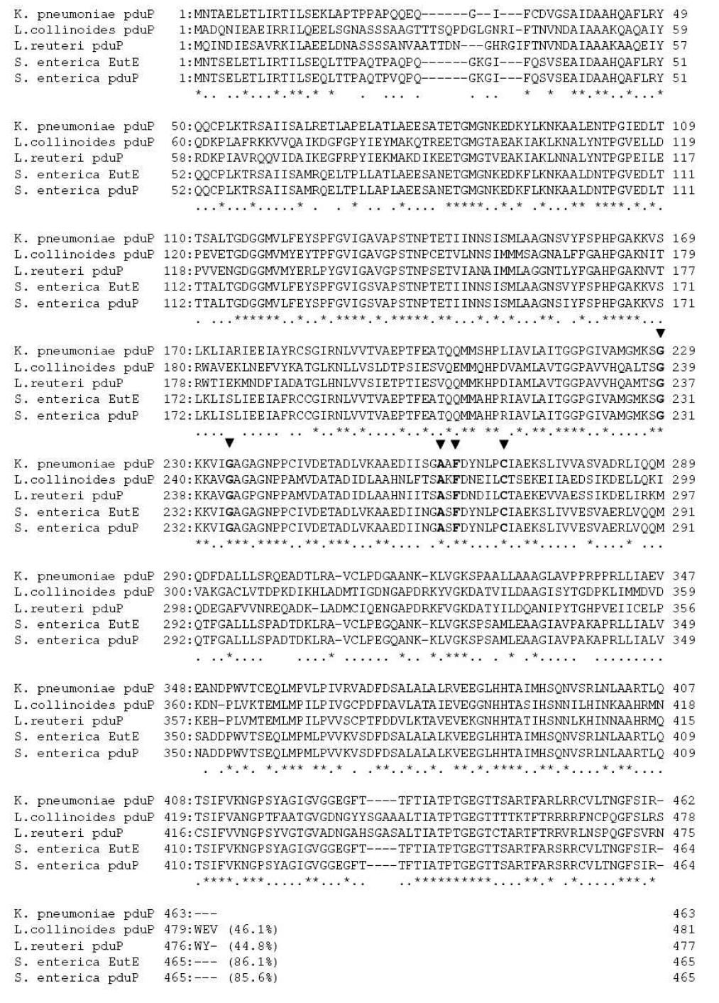 Amino acid alignment of K. pneumoniae PduP.