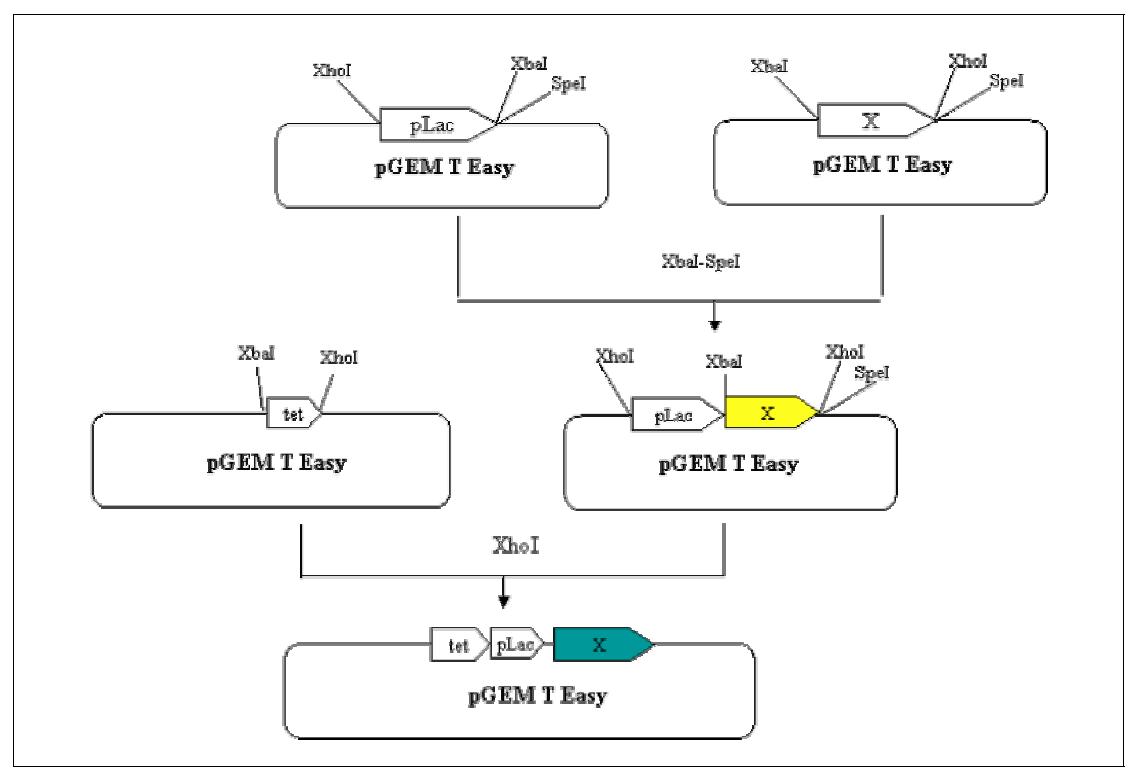 Schematic of the strategy used for construction of the recombinant plasmids pGEMP.