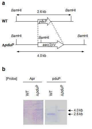 Southern blot analysis to confirm pduP deletion from the chromosomal DNA of Klebsiella pneumoniae