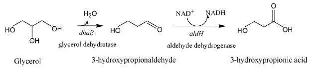 재조합 대장균에 의한 3-하이드록시프로피온산의 생산