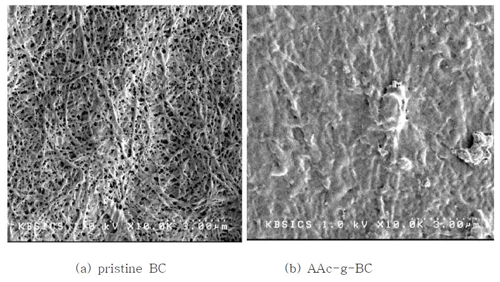 SEM images of (a) pristine BC and (b) AAc-g-BC