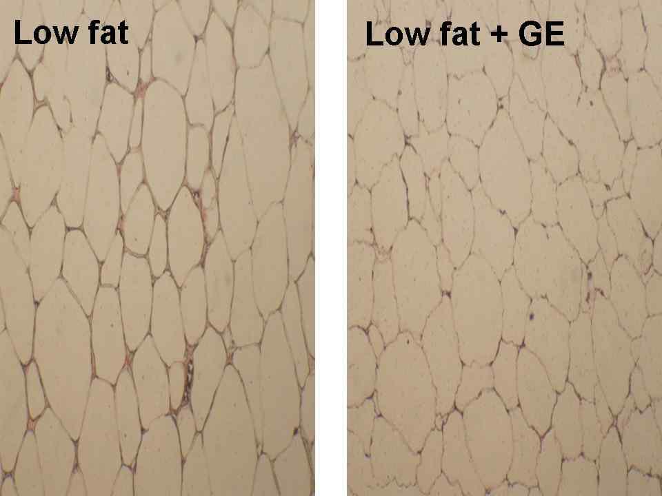 Histological analysis of the blood vessles in visceral adipose tissue stained with an antibody against von Willebrand Factor.