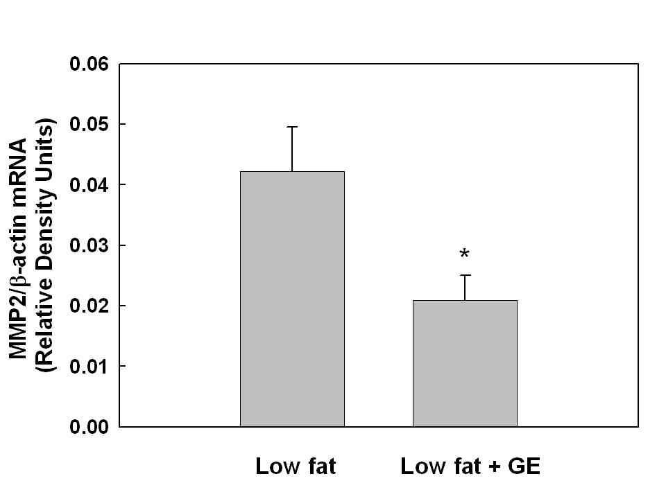 Effects of ginseng on mRNA expression of MMP-2 in the white adipose tissues of db/db mice.