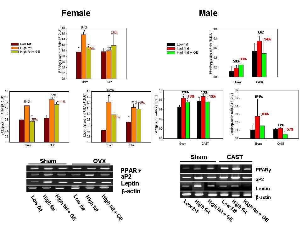 The mRNA expression levels of adipocyte marker genes following ginseng treatment in adipose tissue of high fat diet-fed obese mice.