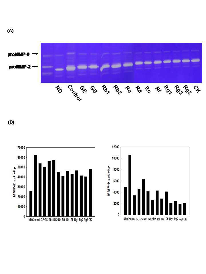 Zymographic analysis of 3T3-L1 cells.