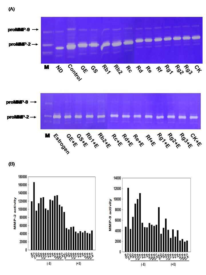 Effects of 17β-estradiol on ginseng-reduced MMP activity in 3T3-L1 cells.