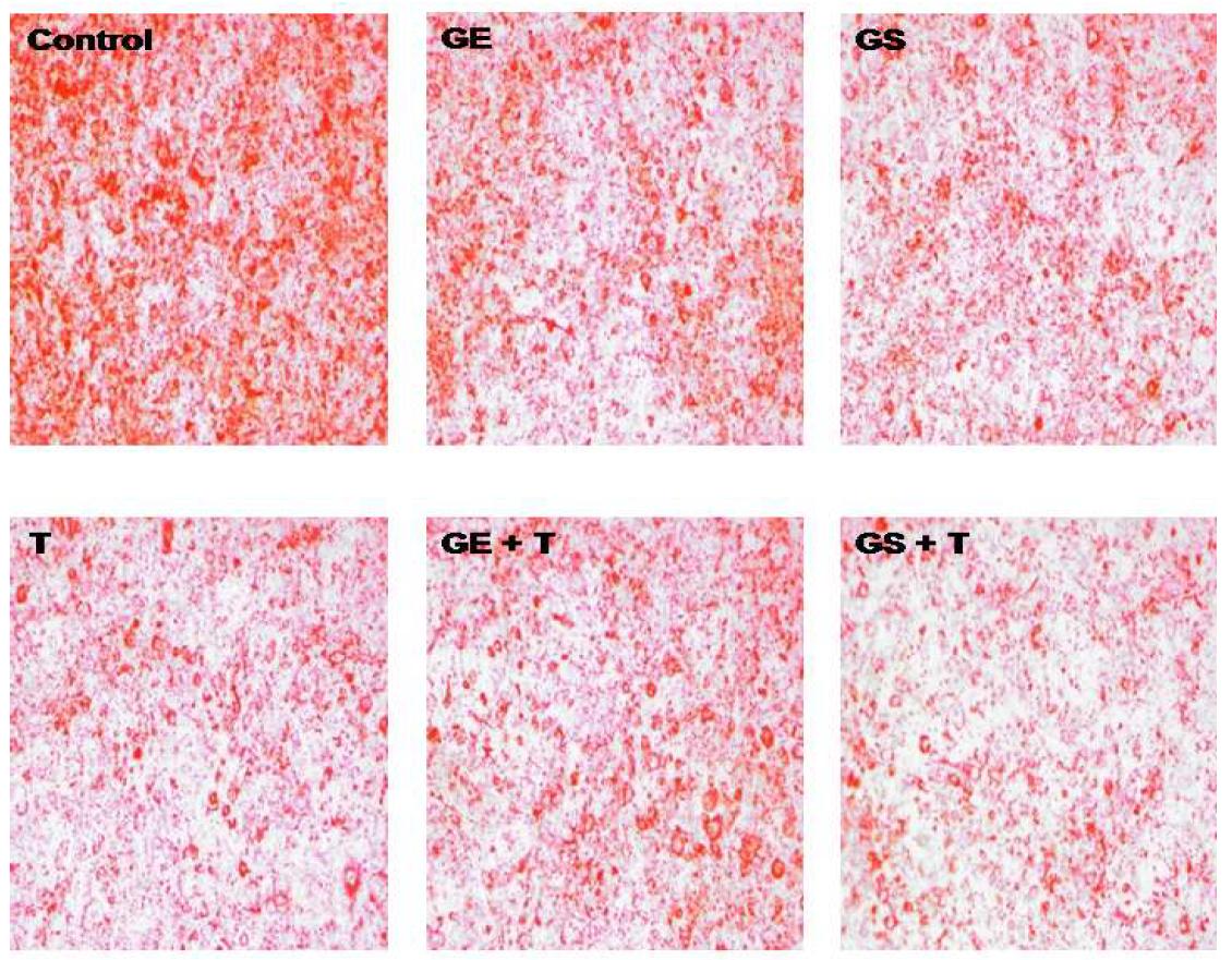 Effects of testosterone on ginseng-inhibited triglyceride accumulation in 3T3-L1 cells.