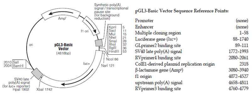 pGL3-Basic Vector circle map.