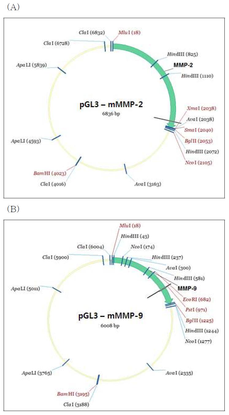 (A) pGL3-MMP-2 and (B) pGL3-MMP-9 vector circle maps.