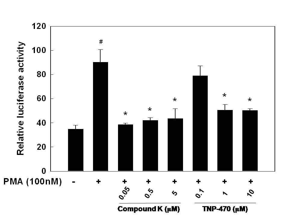 Effects of compound K and TNP-470 on MMP-2 reporter gene activation.