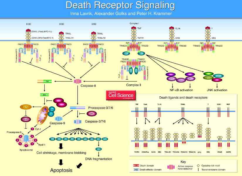 세포사멸수용체에 의한 세포사멸 신호전달기전