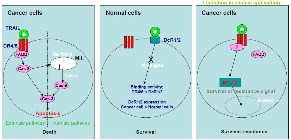 TRAIL수용체에 의한 세포사멸과 저항성 모식도